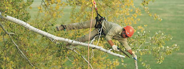 Arborist Supplies & Tree Climbing Gears Arborist Supplies & Tree Climbing Gears